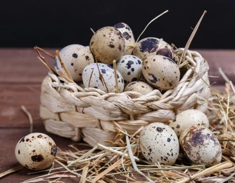 Quail eggs Stock Photos