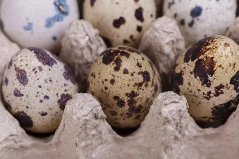 Quail eggs Stock Photos