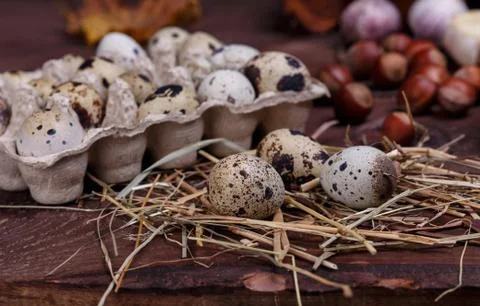 Quail eggs Stock Photos