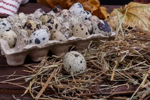 Quail eggs Stock Photos