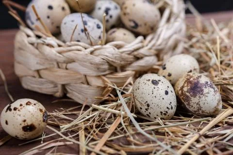 Quail eggs Stock Photos