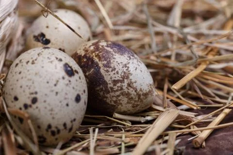 Quail eggs Stock Photos