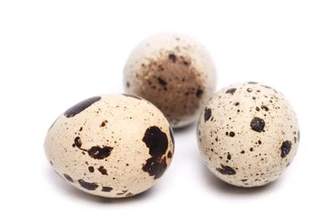 Quail eggs Stock Photos