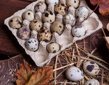 Quail eggs Stock Photos