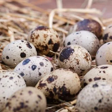 Quail eggs Stock Photos