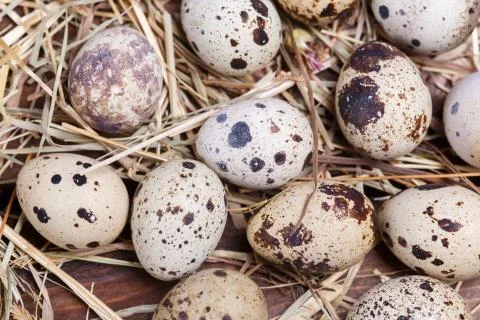 Quail eggs Stock Photos