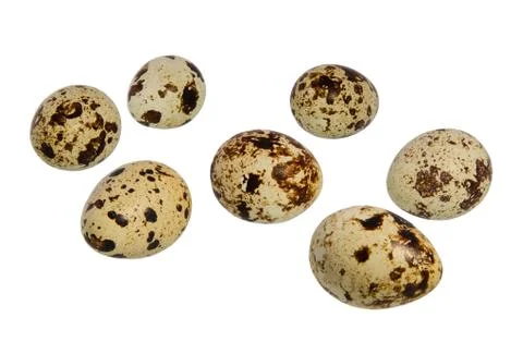 Quail eggs Stock Photos