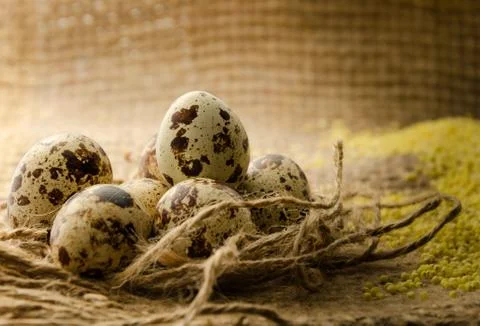 Quail eggs Stock Photos
