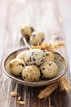 Quail eggs. Stock Photos