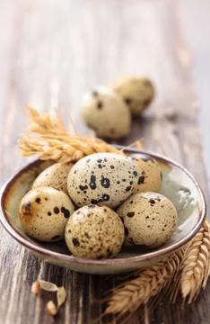 Quail eggs. Stock Photos