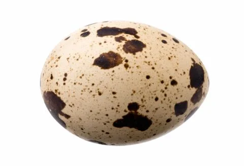 Quail eggs Stock Photos