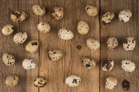 Quail eggs Stock Photos