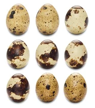 Quail eggs Stock Photos