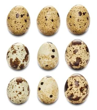 Quail eggs Stock Photos