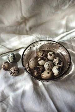 Quail eggs Stock Photos