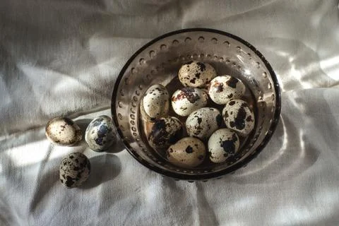 Quail eggs Stock Photos