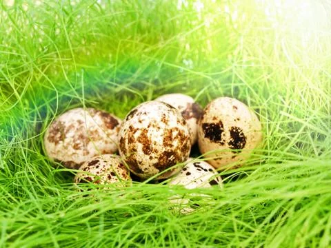 Quail Eggs Stock Photos