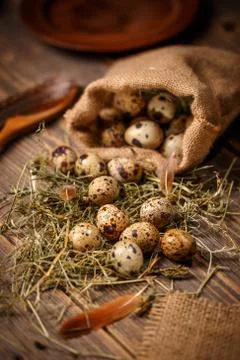 Quail eggs Stock Photos