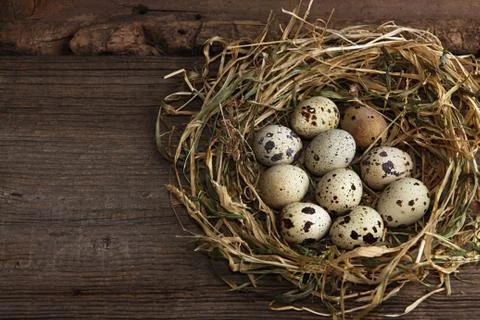 Quail eggs Stock Photos