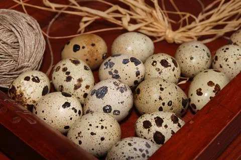 Quail eggs Stock Photos