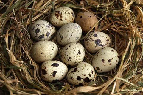 Quail eggs Stock Photos