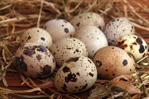 Quail eggs Stock Photos