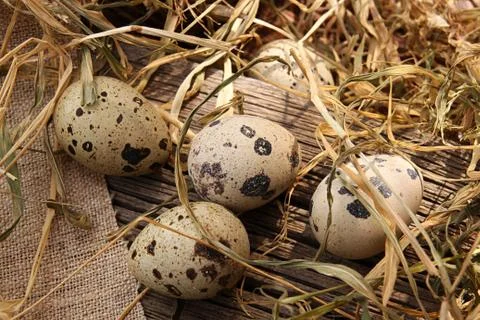 Quail eggs Stock Photos
