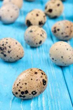 Quail eggs Stock Photos
