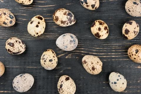 Quail eggs Stock Photos