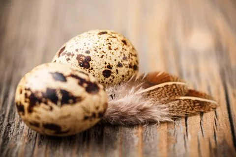 Quail eggs Stock Photos