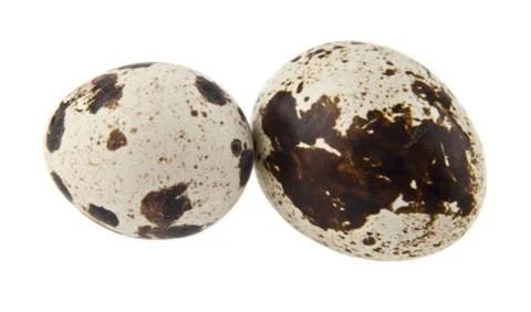 Quail eggs Stock Photos