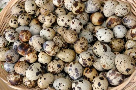 Quail eggs Stock Photos