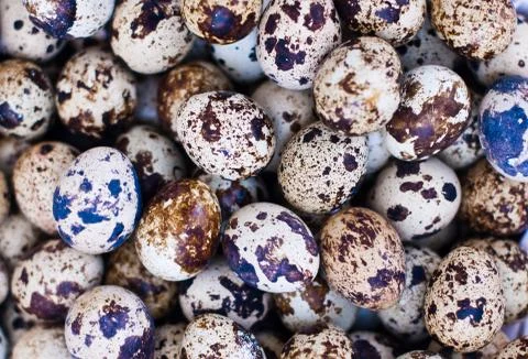 Quail eggs Stock Photos