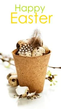 Quail eggs Stock Photos