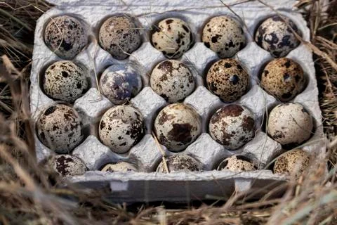 Quail eggs. Stock Photos
