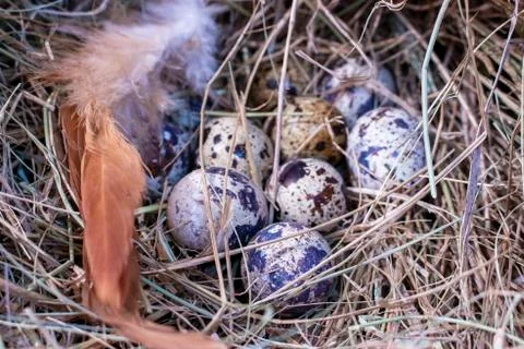 Quail eggs. Stock Photos