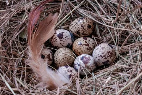 Quail eggs. Stock Photos
