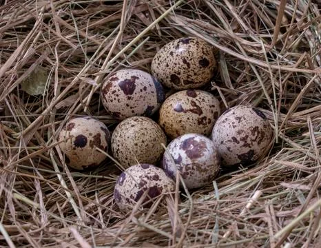 Quail eggs. Stock Photos
