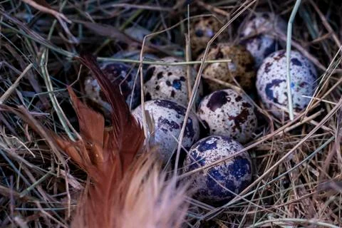 Quail eggs. Stock Photos