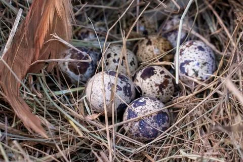 Quail eggs. Stock Photos
