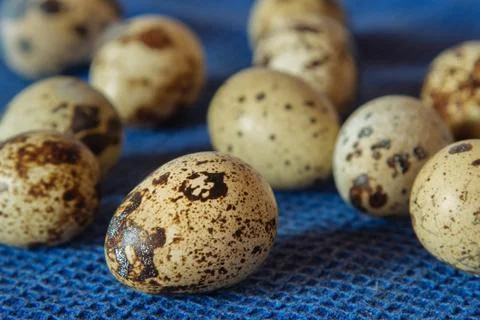 Quail Eggs Stock Photos