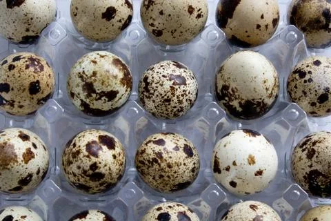 Quail eggs Stock Photos