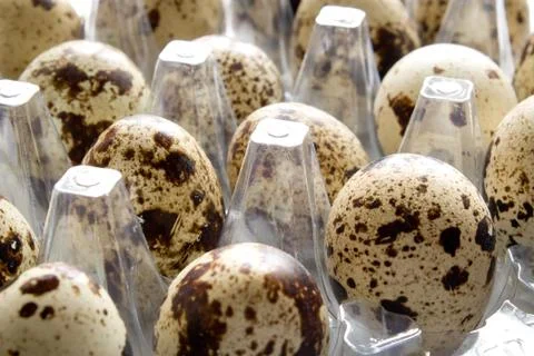 Quail eggs Stock Photos