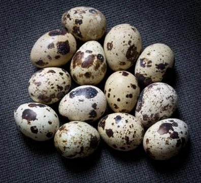 Quail eggs Stock Photos