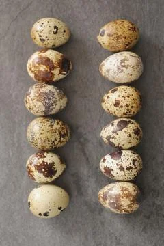 Quail eggs Stock Photos
