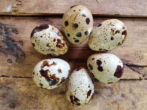 Quail eggs 스톡 사진
