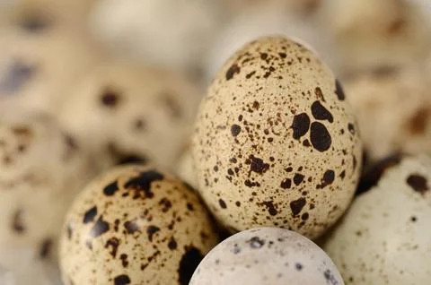Quail eggs Stock Photos