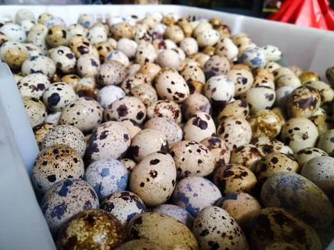 Quail eggs Stock Photos