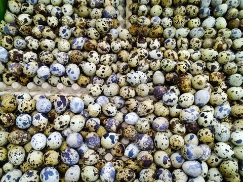Quail Eggs Stock Photos
