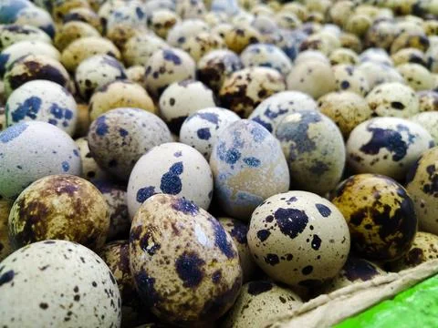 Quail Eggs Stock Photos